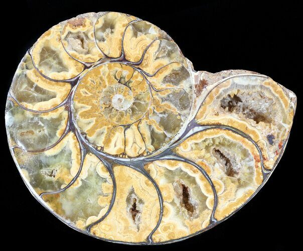 Sliced, Agatized Ammonite Fossil (Half) - Jurassic #54037
